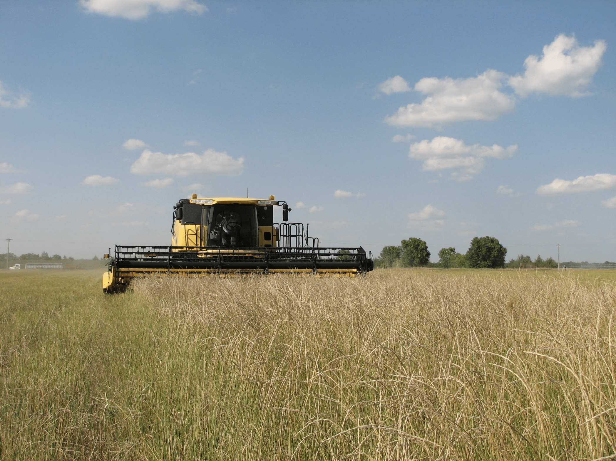 Combine harvester in the field of Kernza
