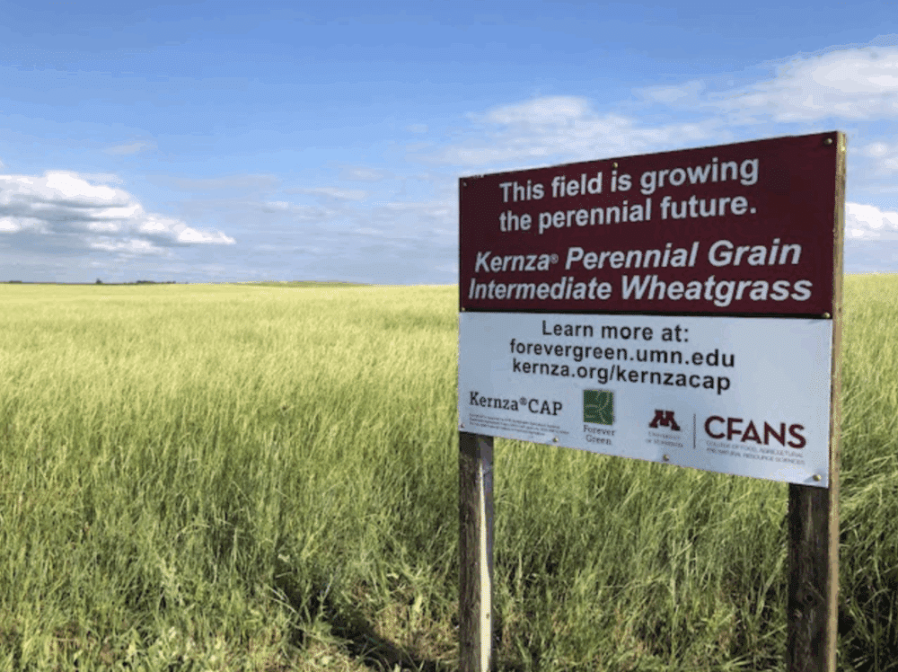 A field of Kernza Perennial Grain Intermediate Wheatgrass