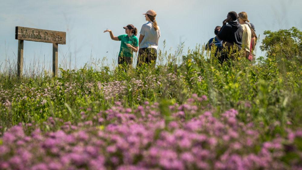 The next era of crop domestication starts now