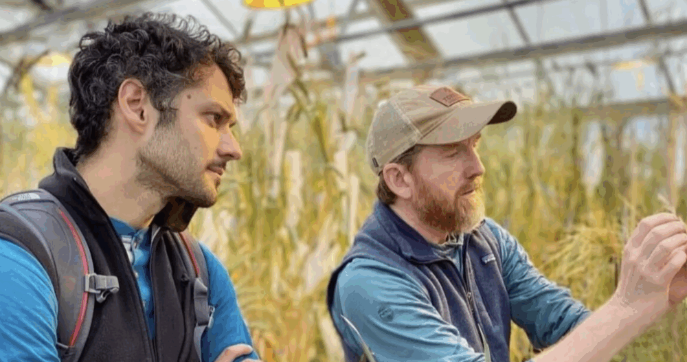 Funding boost for perennial grains research and commercialization