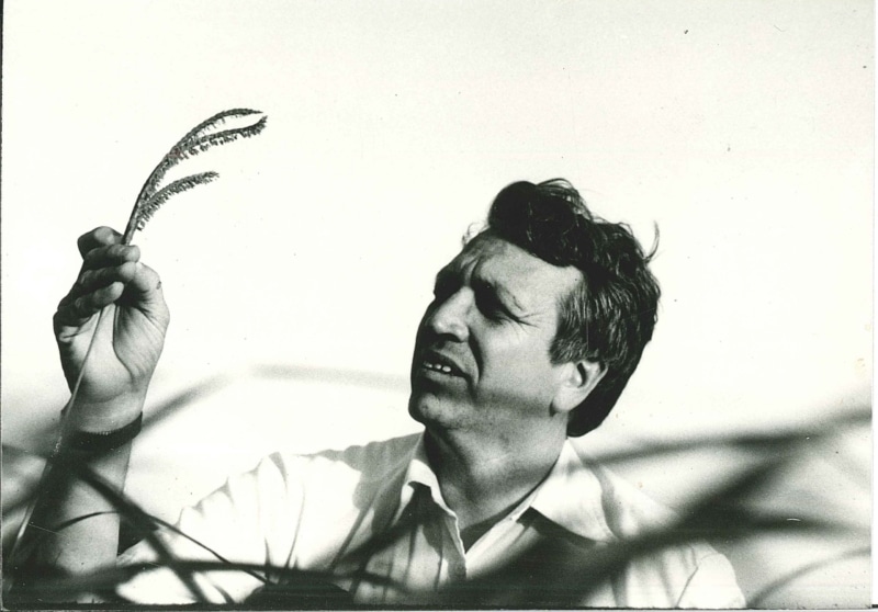 Wes Jackson with eastern gamma grass