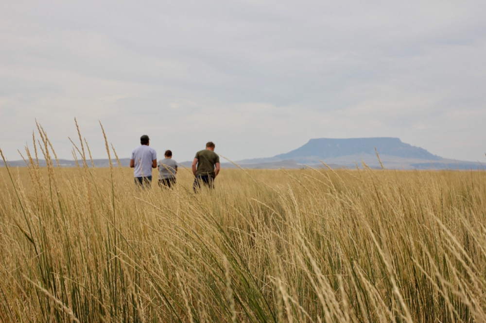 Perennial grains: from moonshot to farmers’ fields