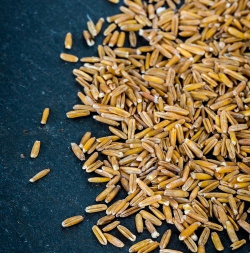 Kernza grains