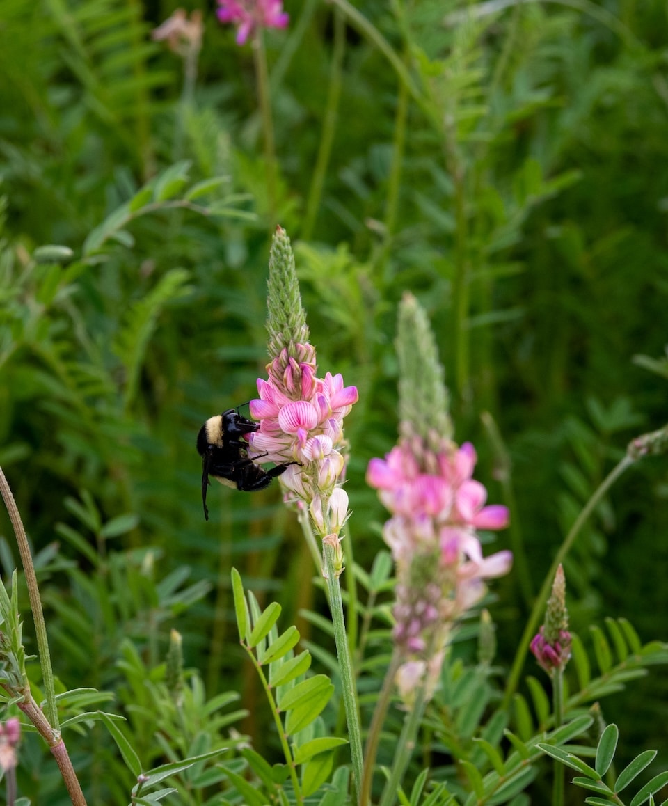 Sainfoin displays showy, pink flowers as it blooms in a test plot at The Land Institute
