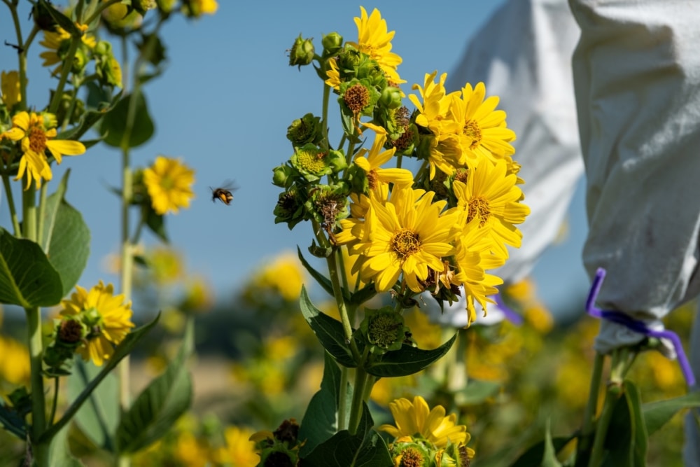 A bee is attracted to the bright yellow flowers of silphium plants in this pollination study at The Land Institute