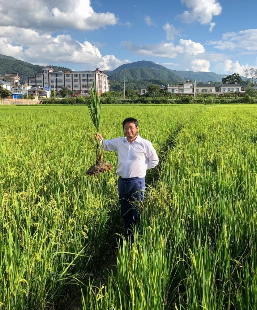 Perennial Rice Innovation - Join The Sustainable Future
