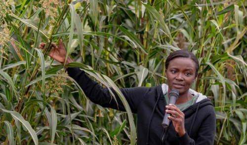 In a breeding plot at The Land Institute, Pheonah Nabukalu shows Prairie Festival visitors perennial sorghum plants under development