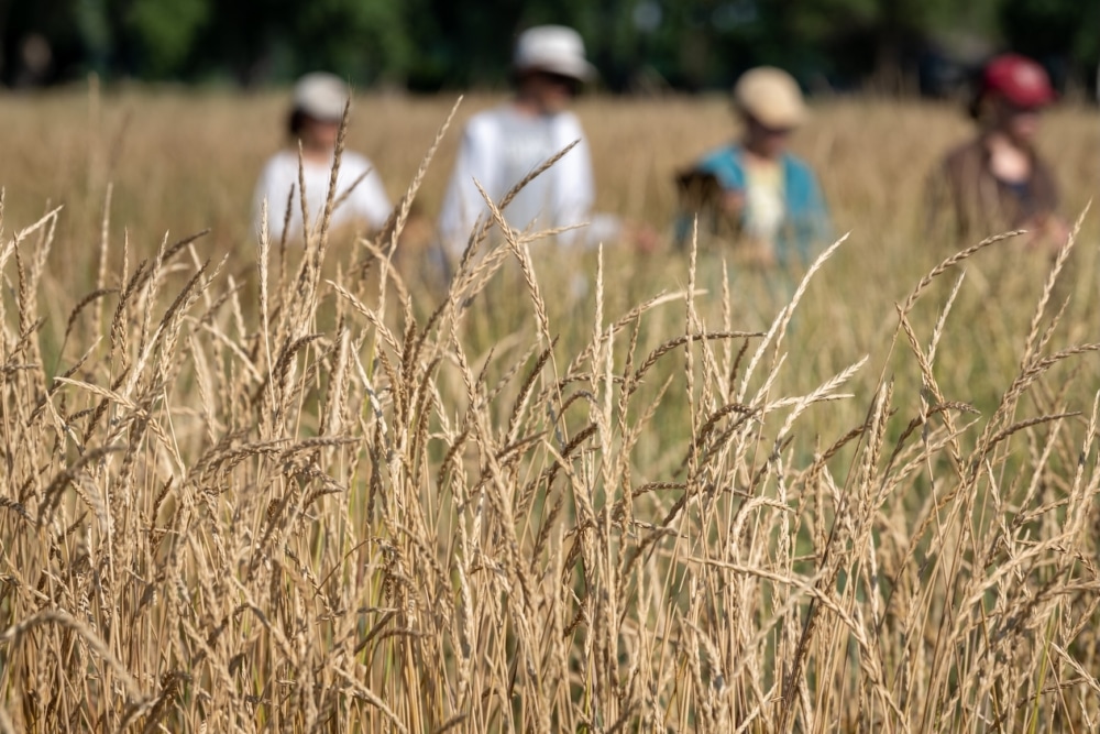 A Land Institute crew prowls a field of perennial wheat to harvest the heads of specific plants for analysis in the lab