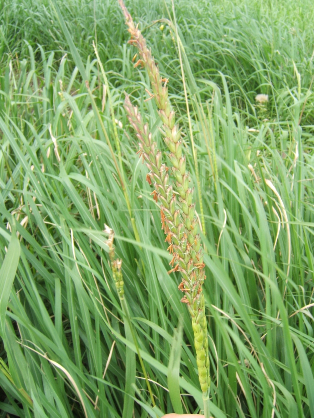 Predicting evolutionary consequences of greater reproductive effort in Tripsacum dactyloides, a perennial grass