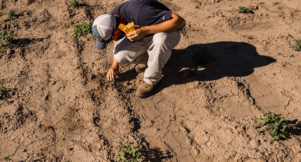 Perennial Groundcover Series: Iowa State University