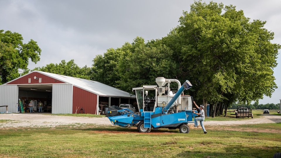 Spencer Barriball, a research technician working with legumes, cleans a plot combine at The Land Institute.