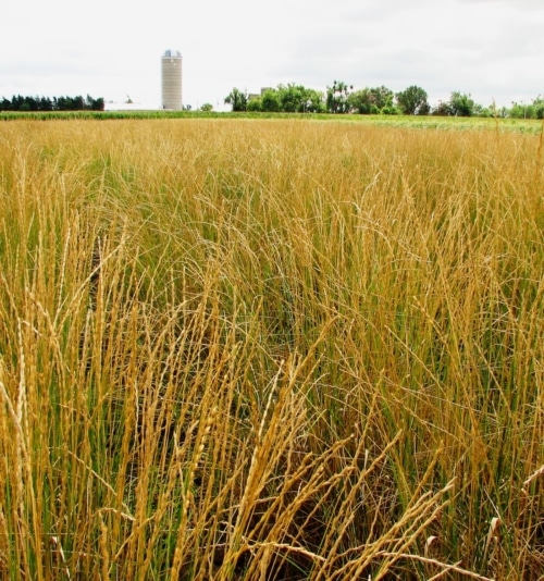 Field of thinopyrum intermedium, an intermediate wheatgrass
