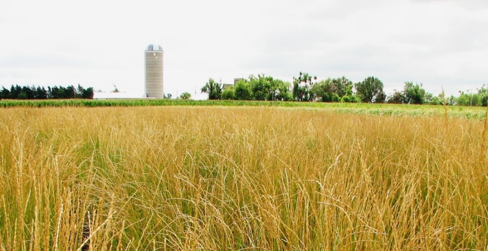 Fall grazing improves the performance of Kernza intermediate wheatgrass as a dual-purpose crop
