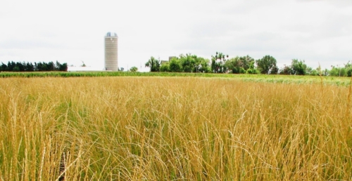 Field of thinopyrum intermedium, an intermediate wheatgrass