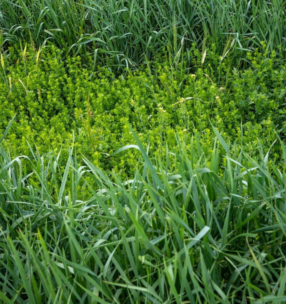 Legumes share space in Land Institute test plots with Intermediate Wheatgrass (Kernza)