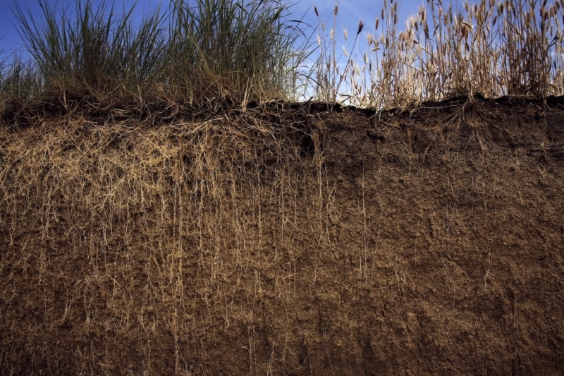 Wheatgrass and Wheat Roots