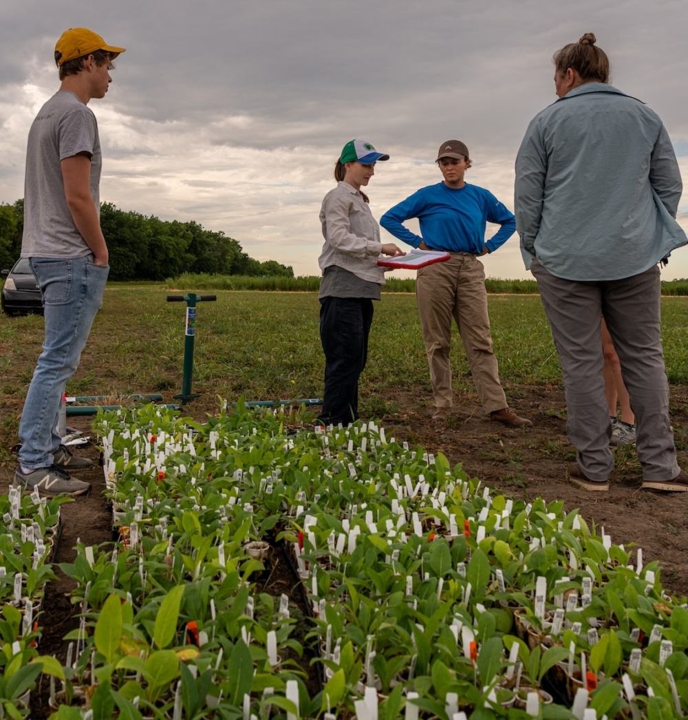 Kathryn Turner, lead researcher in crop protection genetics, instructs interns on transplanting silphium in a Land Institute test plot.