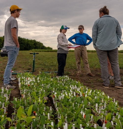 Kathryn Turner, lead researcher in crop protection genetics, instructs interns on transplanting silphium in a Land Institute test plot.
