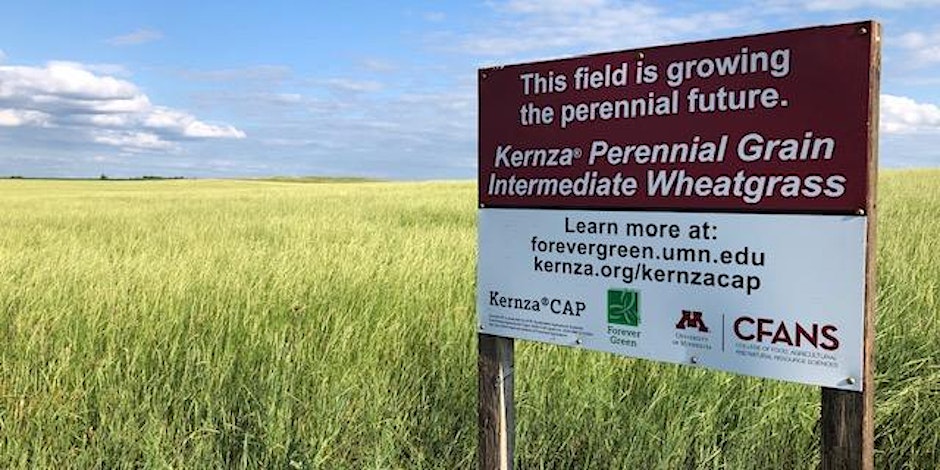 Kernza® Field Day: Advances in Breeding, Production and Marketing