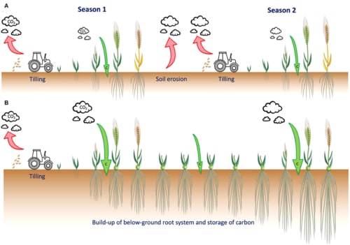 Perennials as Future Grain Crops: Opportunities and Challenges