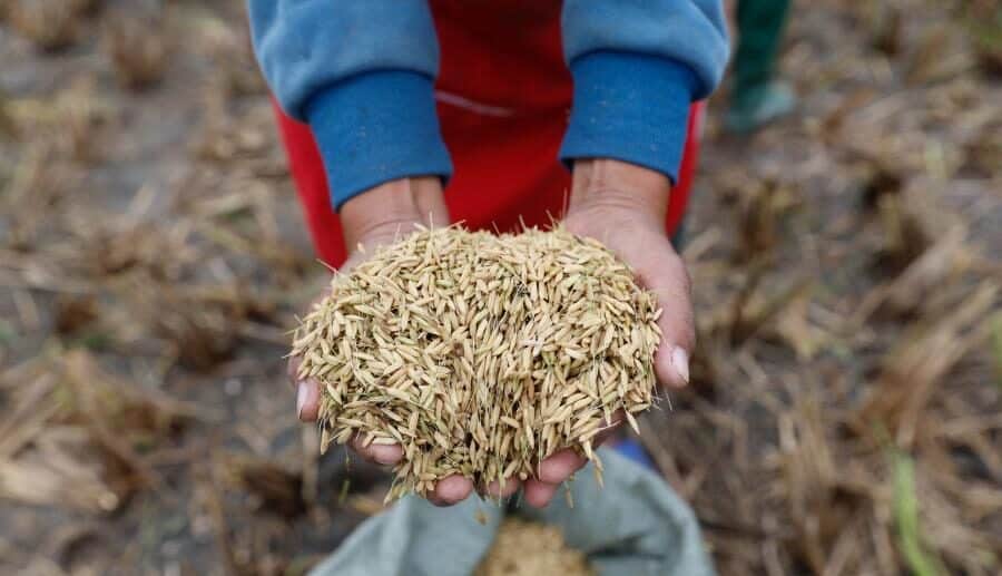 Newer Roots for Agriculture