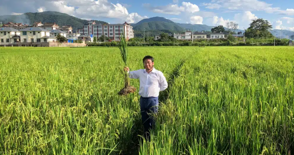 Perennial Rice: Proving the Potential of Perennial Grain Agriculture