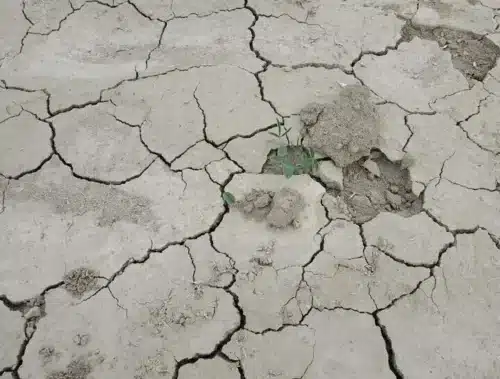 Plant in a dried out soil