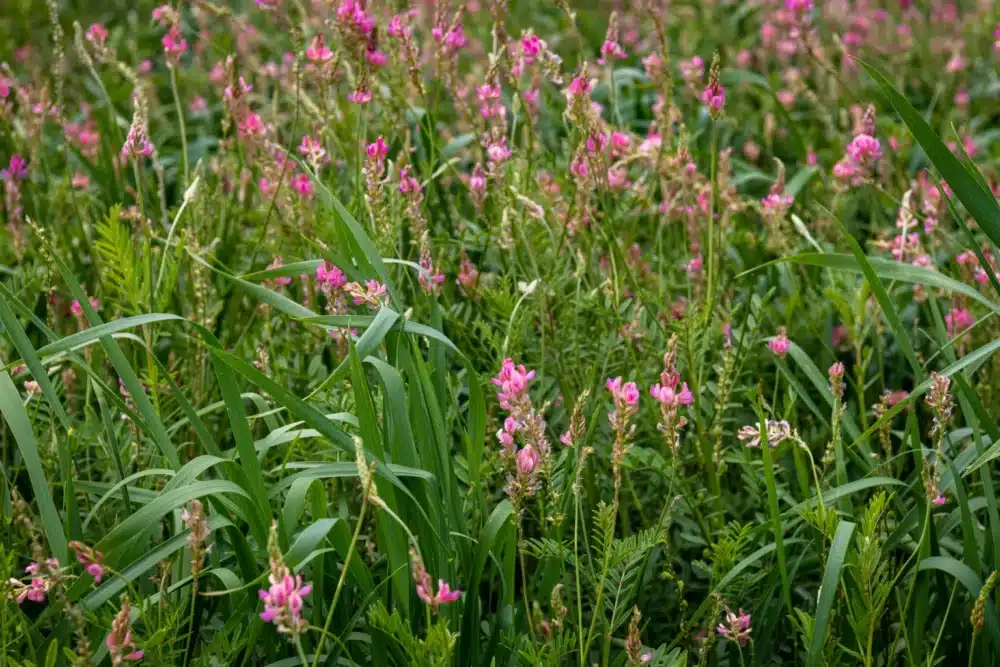 Production of dual-use perennial grain Kernza in a humid continental environment