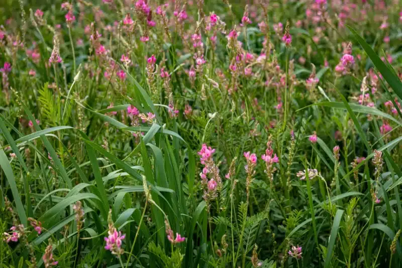 iwg and legume intercrop