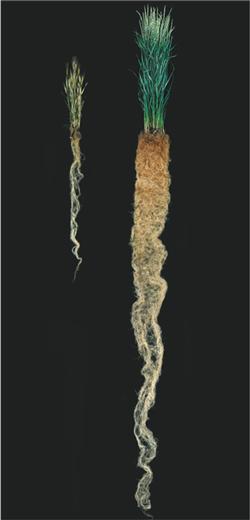 kernza_root