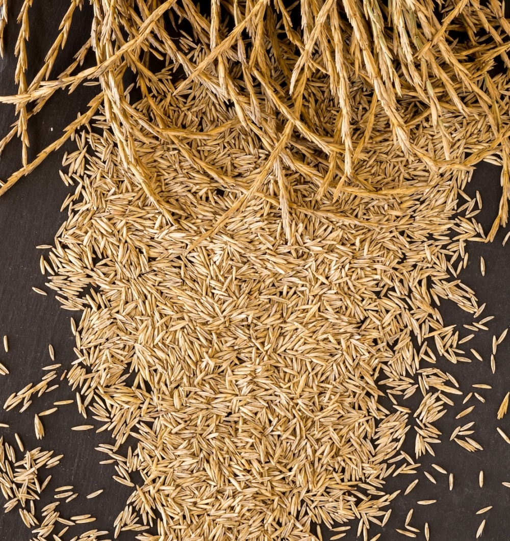 Kernza Grain, food, closeup