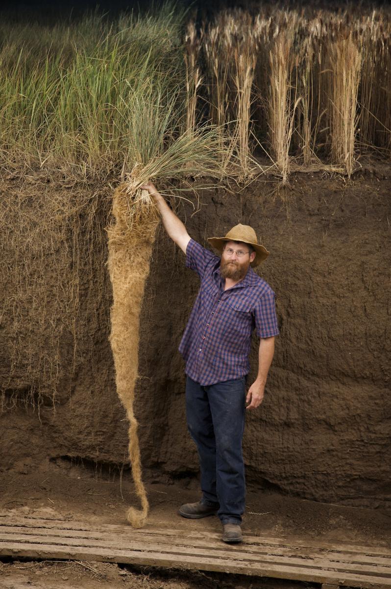 Kernza perennial grain roots with Jerry Glover. Photo by Jim Richardson