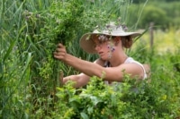 Land Institute intern Courtney Tharp harvests alfalfa
