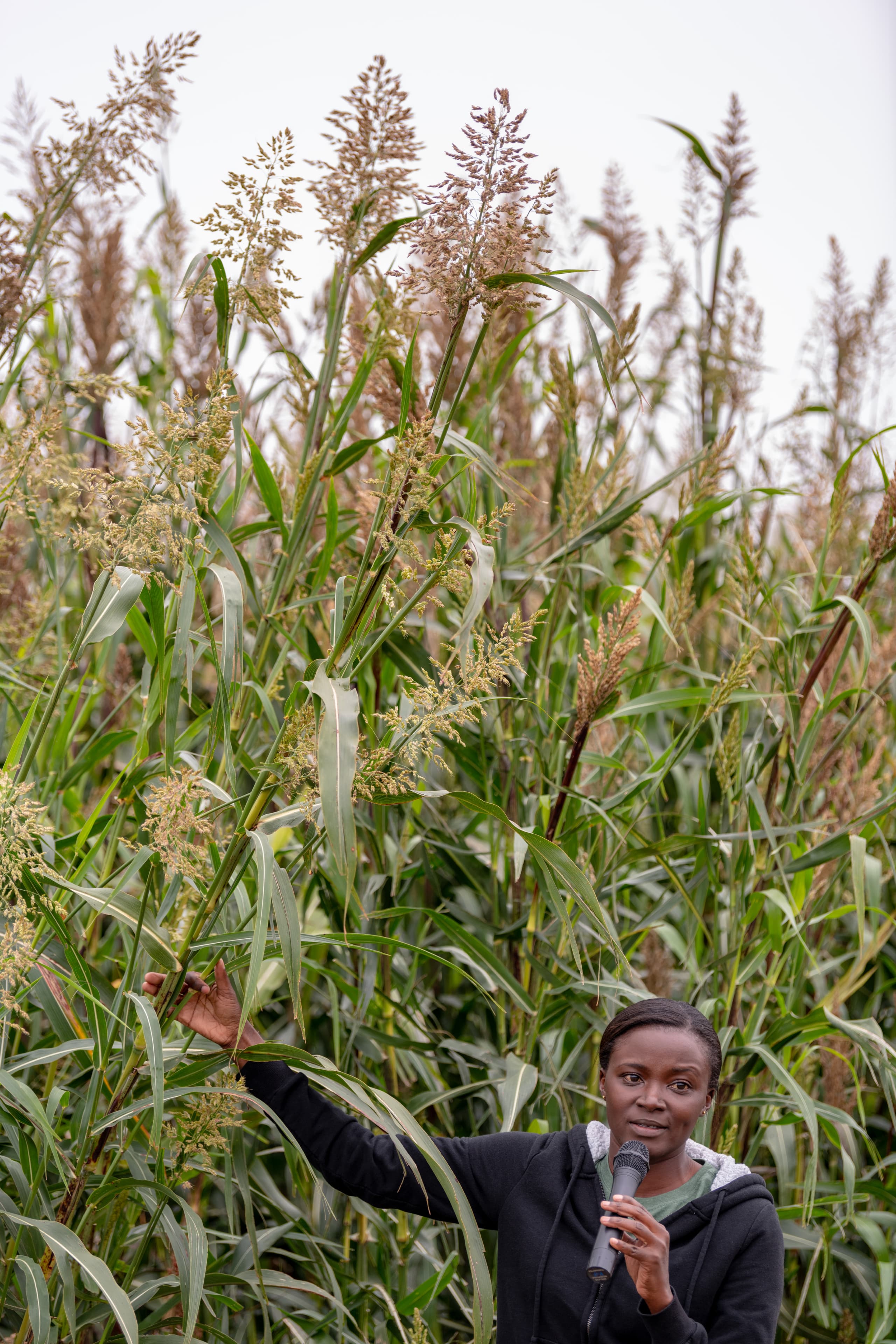 In a breeding plot at The Land Institute, Pheonah Nabukalu shows Prairie Festival visitors perennial sorghum plants under development.