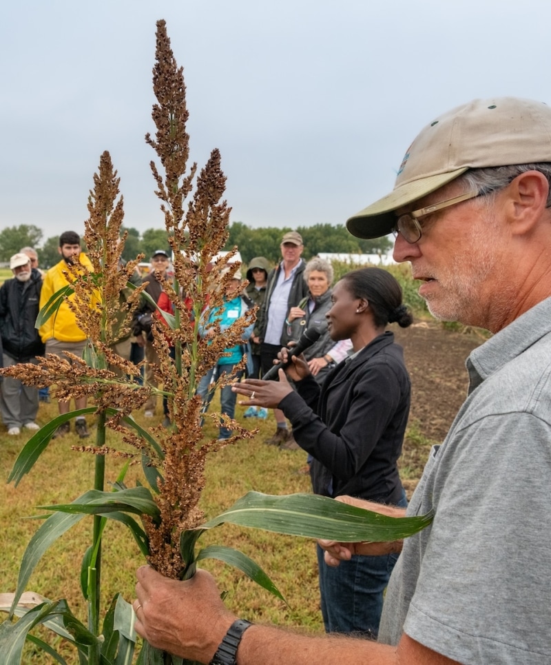 Perennial sorghum scientist Stan Cox displays a sorghum plant during a Prairie Festival field tour of Land Institute research plots. Beside him, research assistant Pheonah Nabukalu explains their work.