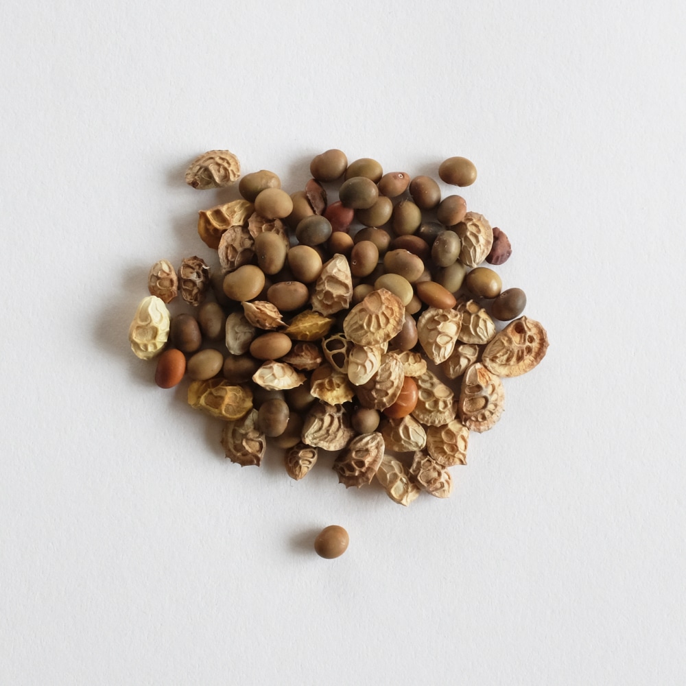 World Pulses Day 2024