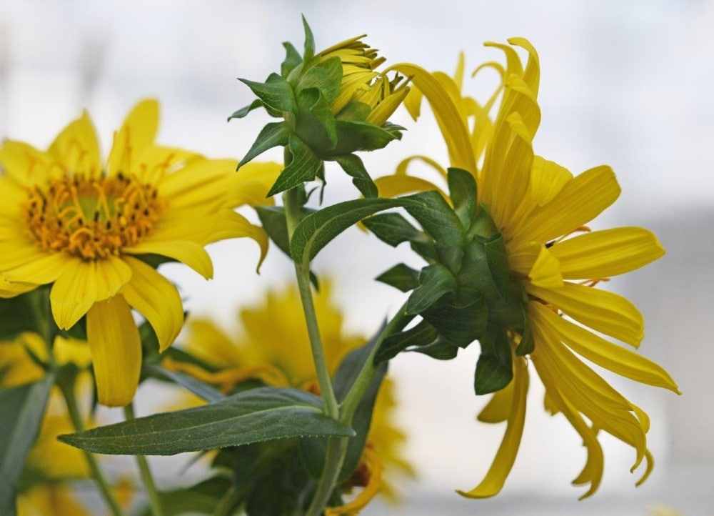 Evaluation of the Intra- and Interspecific Development of Different Accessions of Silphium perfoliatum L. and Silphium integrifolium Michx.