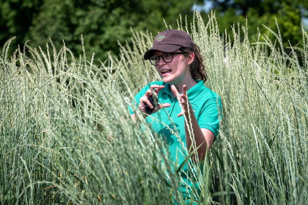 Aubrey Streit Krug, director of ecospheric studies, tells a tour group about Kernza, a perennial cereal grain under development at The Land Institute.