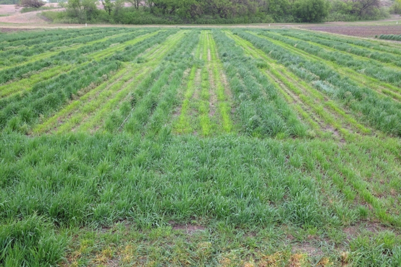 Intermediate wheatgrass & alfalfa intercrop on east bank, looking east.