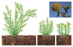 wildplants2